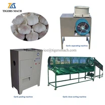 Linia procesowa obranego czosnku